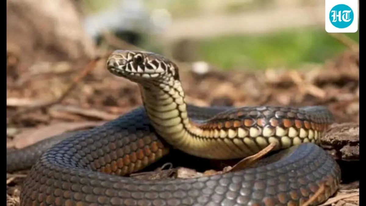 Snakebite cases surge, patients flock to Lucknow from districts