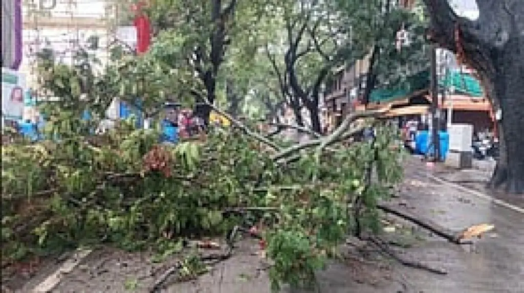 Greens seek tree-cutting permits at road design stage