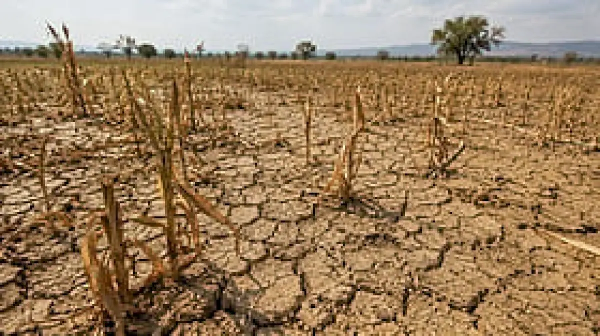 Gadag seeks Rs 500 crore drought relief after Rs 219 crore crop loss