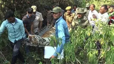 Injured tiger rescued in Uttarakhand dies during treatment