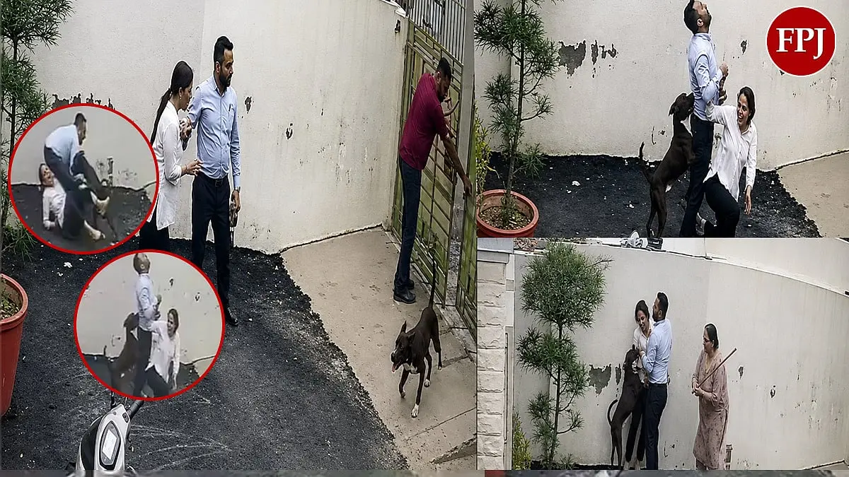Pitbull mauls couple looking for rented home in Patiala