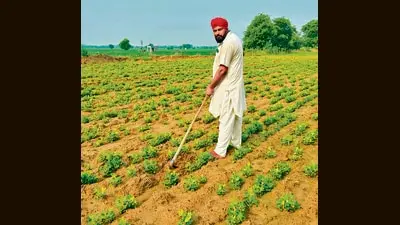 Groundnut acreage up 9% as cotton-hit Punjab farmers switch