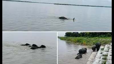 Elephant family rescued from wild river in Bahraich