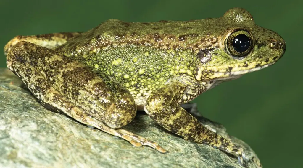 Three new cascade frog species found in northeast India