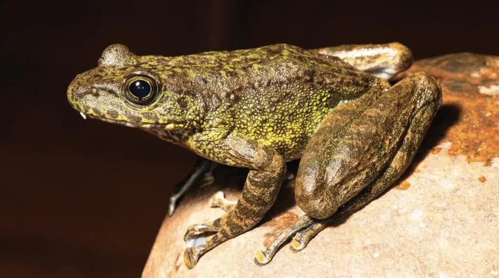 Three new cascade frog species found in northeast India