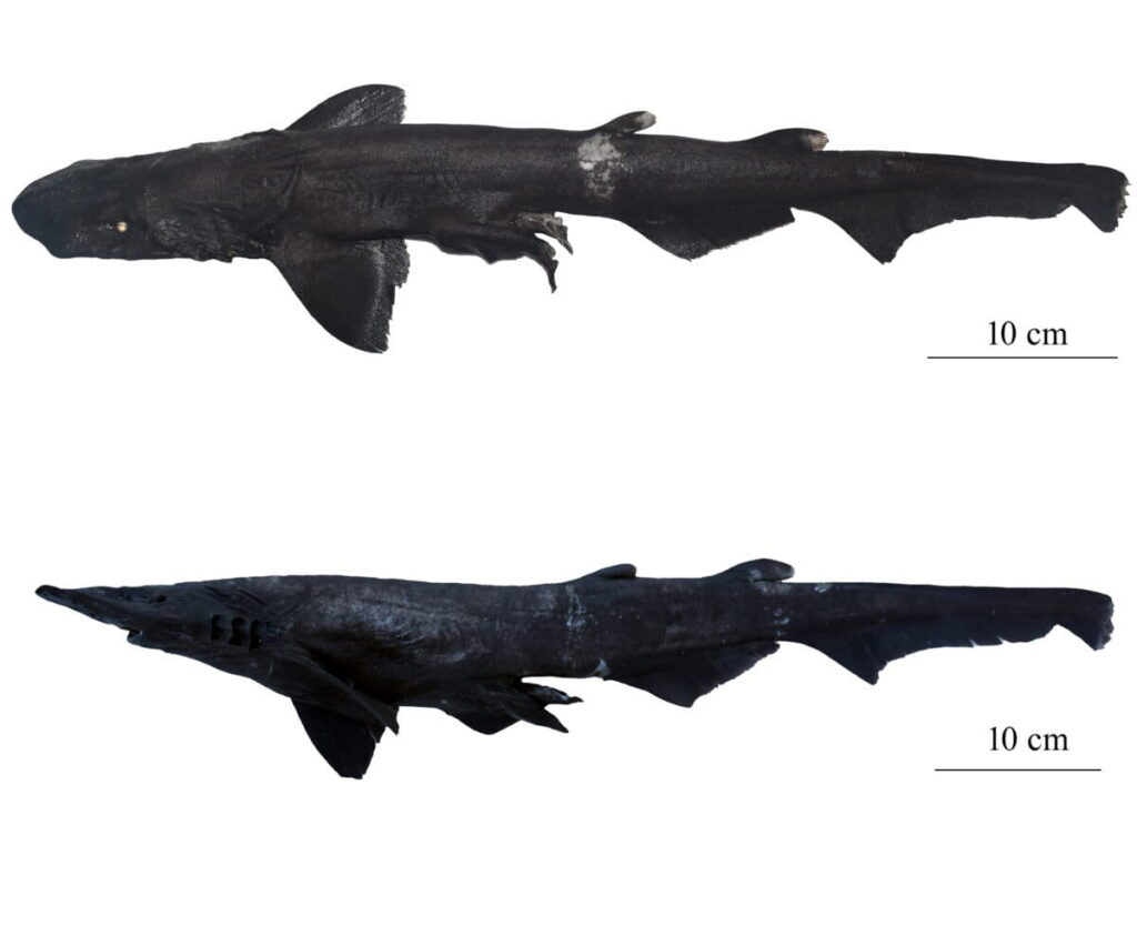 Scientists identify new deep-sea catshark off Kerala coast