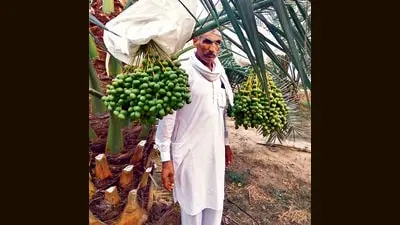 Date palm farming gives Malwa farmers sweet returns after kinnow losses