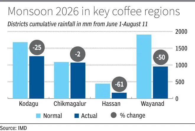 Arabica coffee crop threatened by deficit rain and pest attack