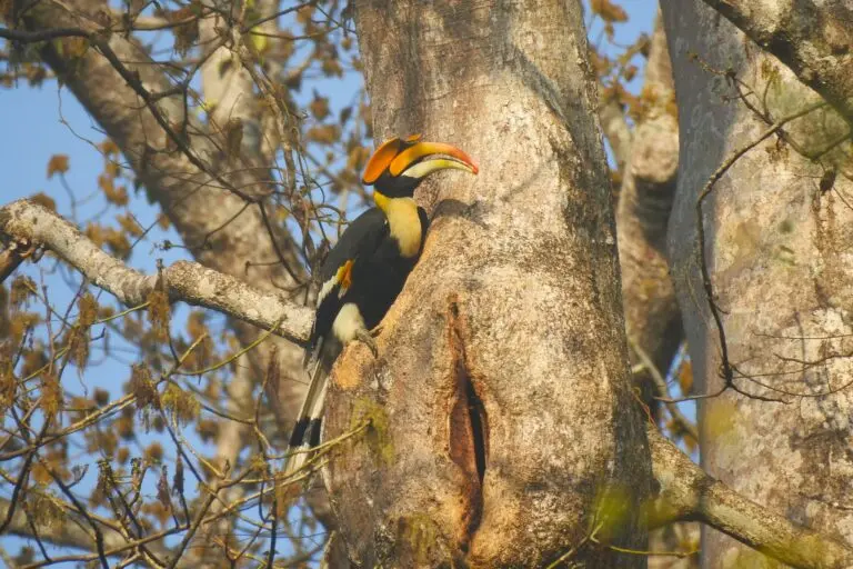 Nine anchor species can boost biodiversity and carbon storage