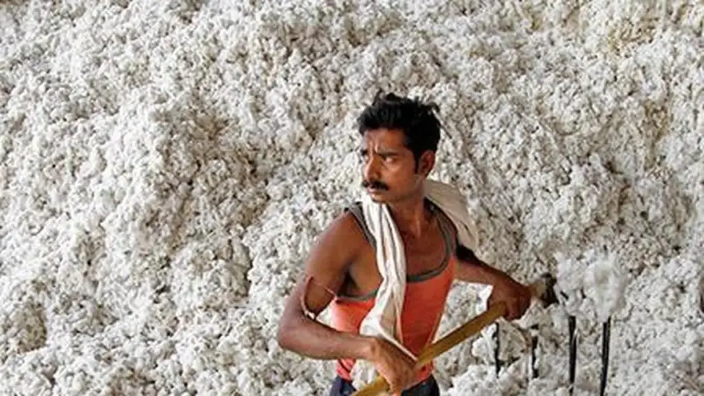 USDA cuts India cotton output forecast to 24.5 mn bales