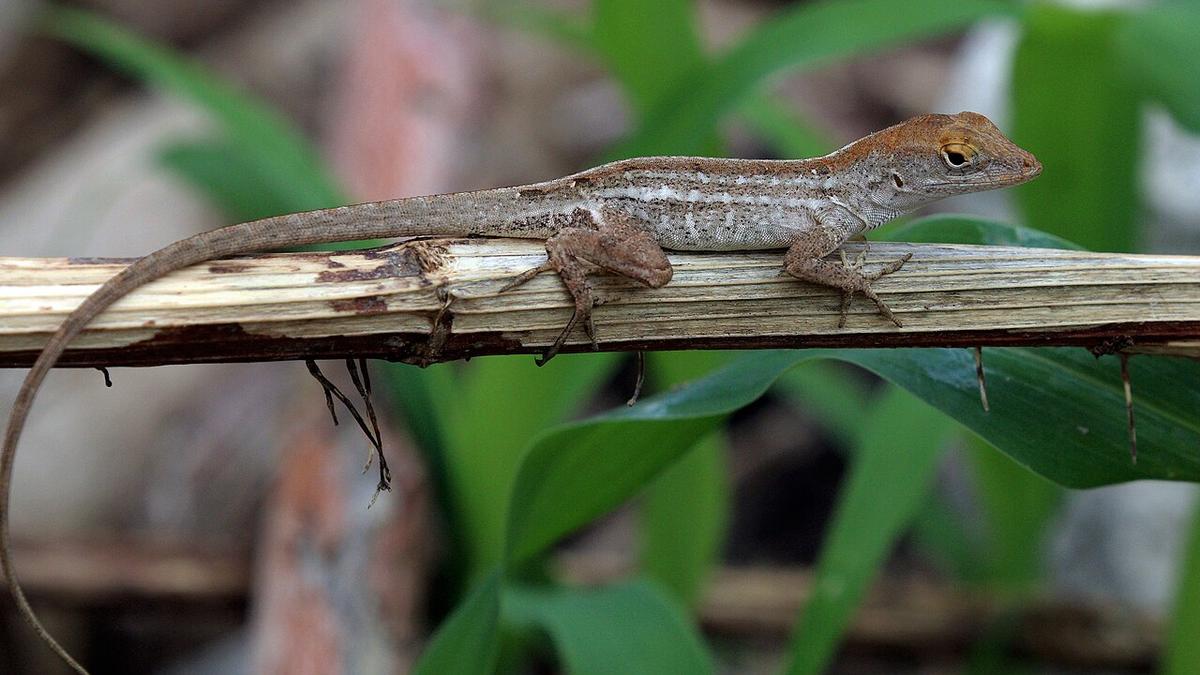 Hurricanes rapidly changed grip traits in island anoles