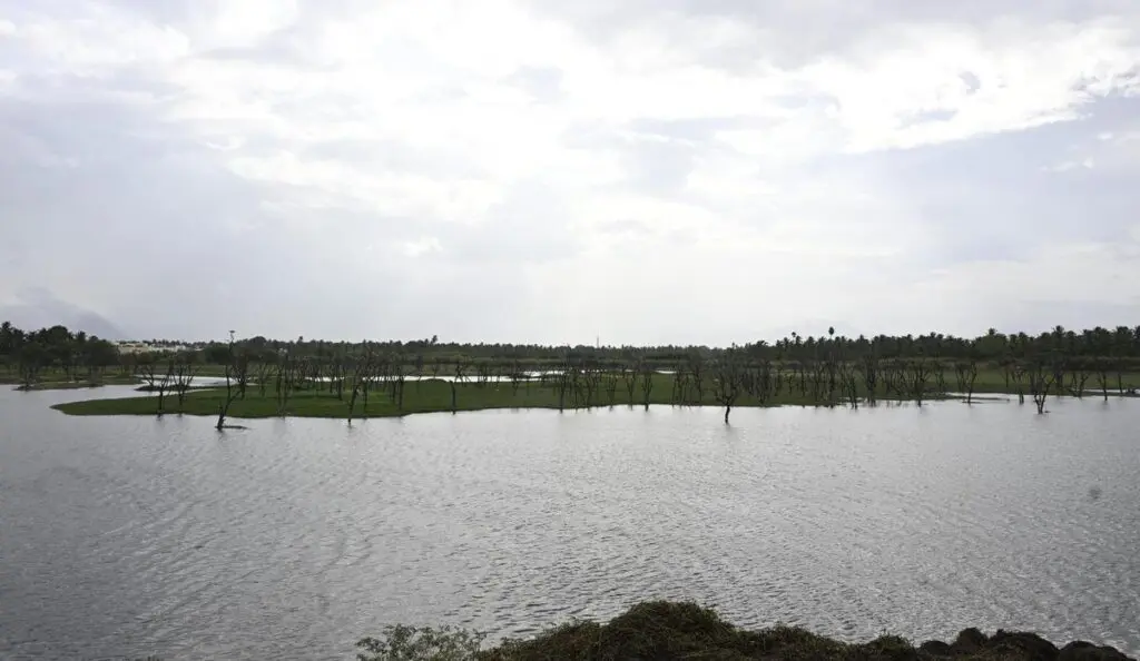 Coimbatore plants bamboo around lakes to fight encroachment
