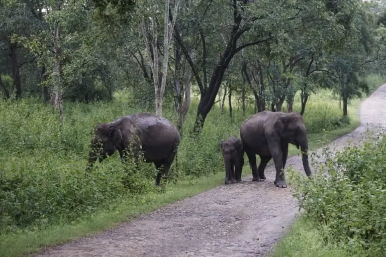 India's forests worth $2.5 trillion annually, study finds