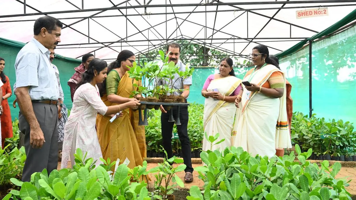 Kerala Agricultural University launches eco-friendly cashew grafts