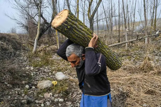 Kashmir’s cricket bat industry faces willow shortage and smuggling