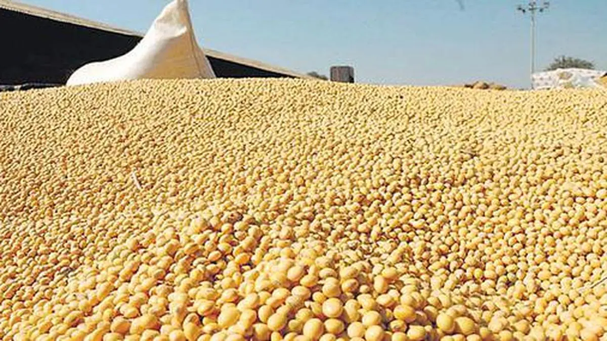 Rapeseed meal lifts India’s May oilmeal exports 18.41%