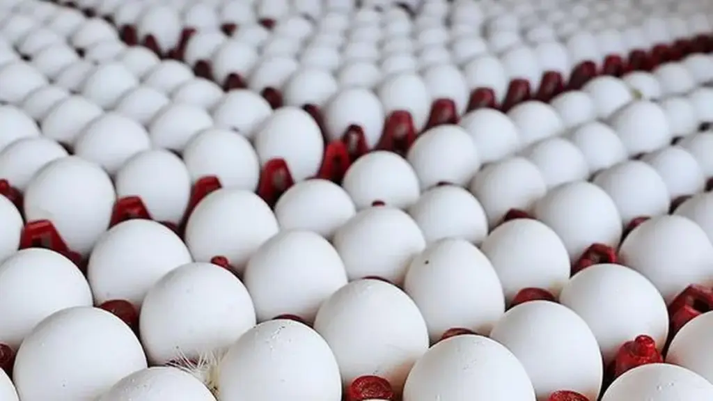 Poultry prices ease on Shravan demand dip but feed costs pinch farmers