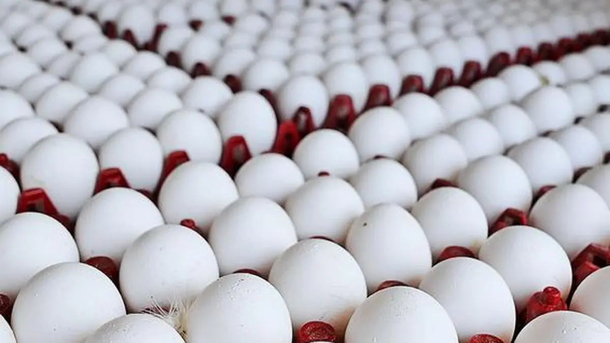 Poultry prices ease on Shravan demand dip but feed costs pinch farmers