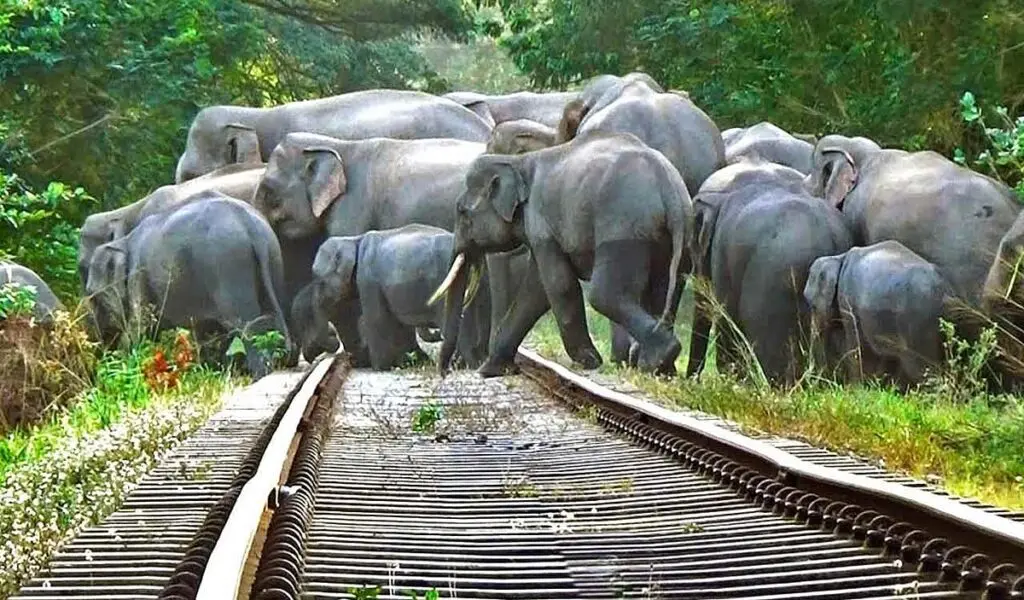 Rajdhani Express halts for 6,000 elephants crossing tracks in Assam
