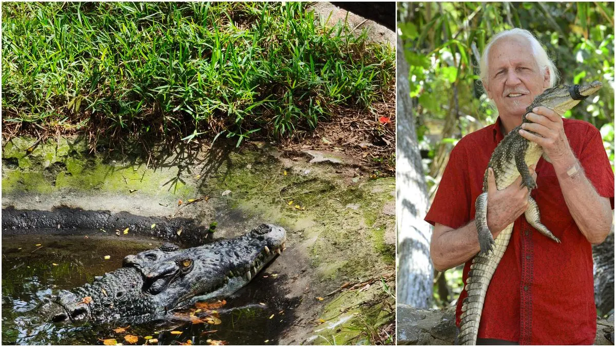 Madras Crocodile Bank turns 50, bred over 47 gharials since 1976