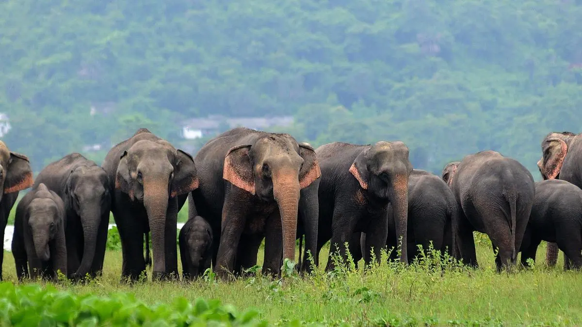 Assam project uses biochar from invasive plants to restore elephant habitat