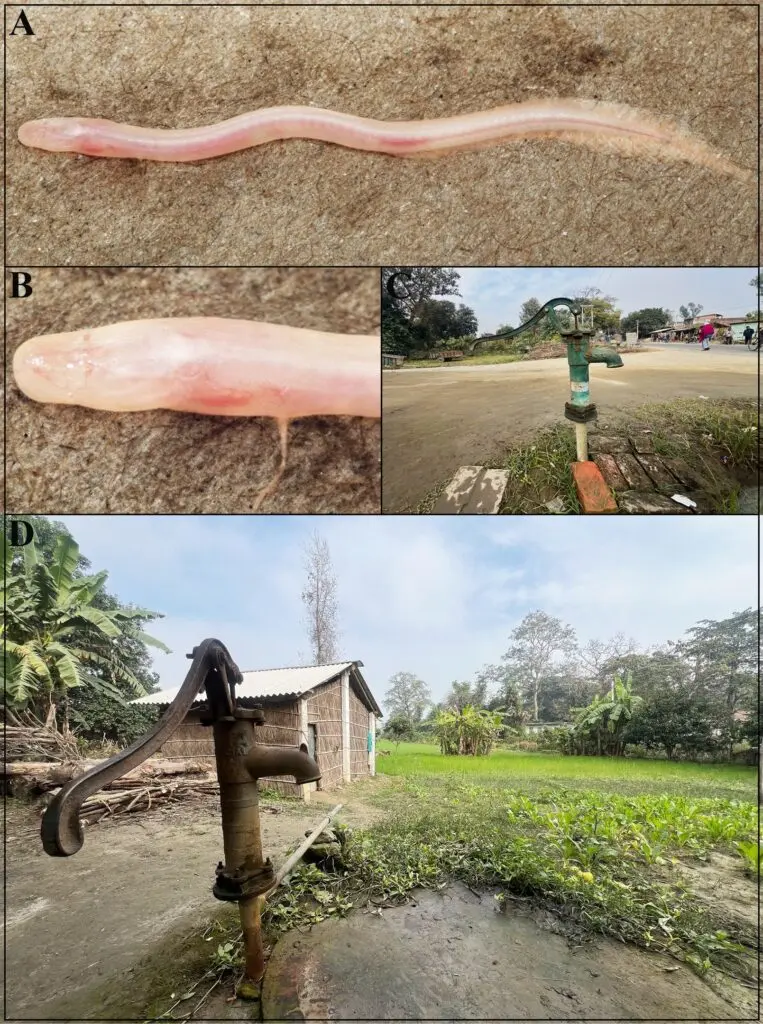 New colourless fish species discovered in Bihar borewell