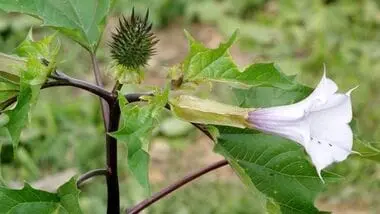 Karnataka suspends Amazon, Instamart, BigBasket food licences over datura sales
