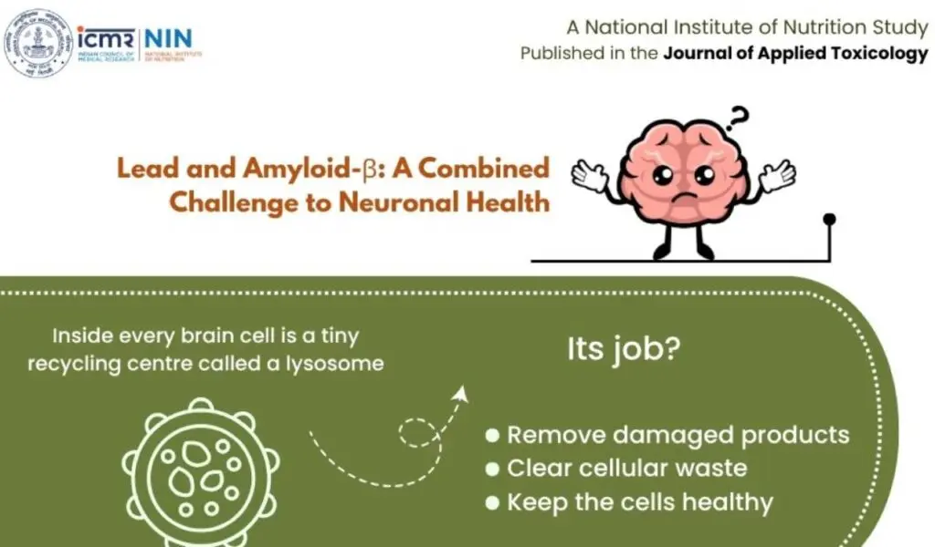 Lead exposure may worsen Alzheimer's pathology, ICMR-NIN study finds