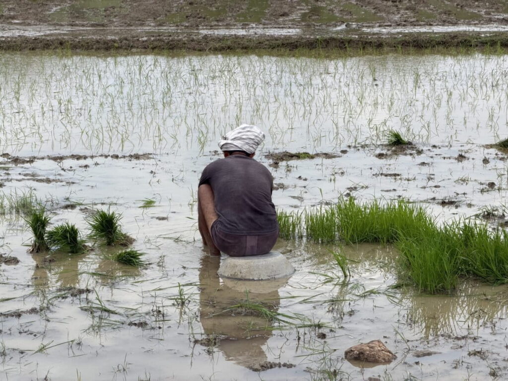 Broken irrigation leaves Palamu farms exposed to another drought