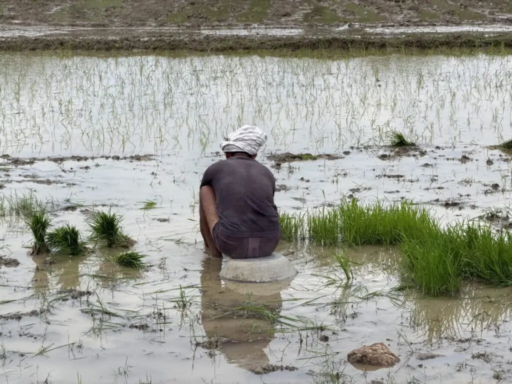 Jharkhand drought-proofing infrastructure lies abandoned, farms suffer