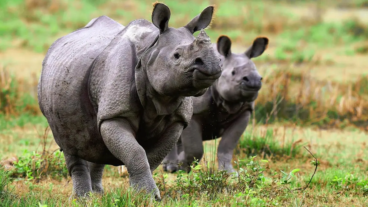 Assam CM defends plan to shrink Kaziranga eco-sensitive zone to 1 km