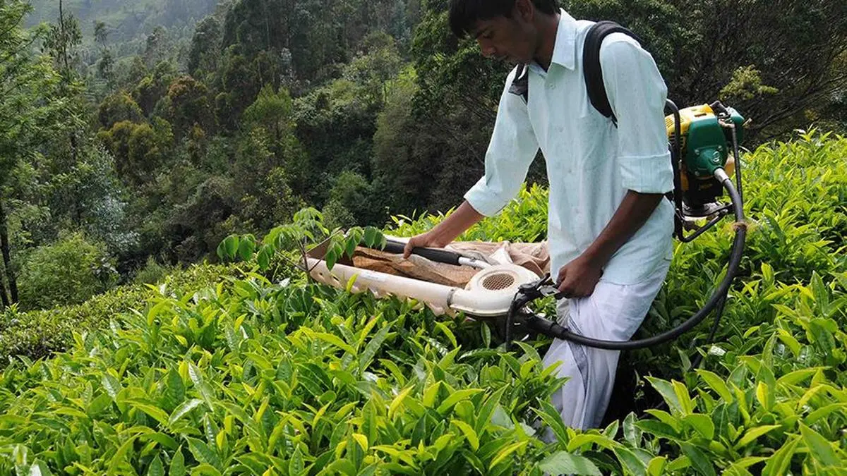 Tea prices firm at Kochi auctions ahead of Onam holidays