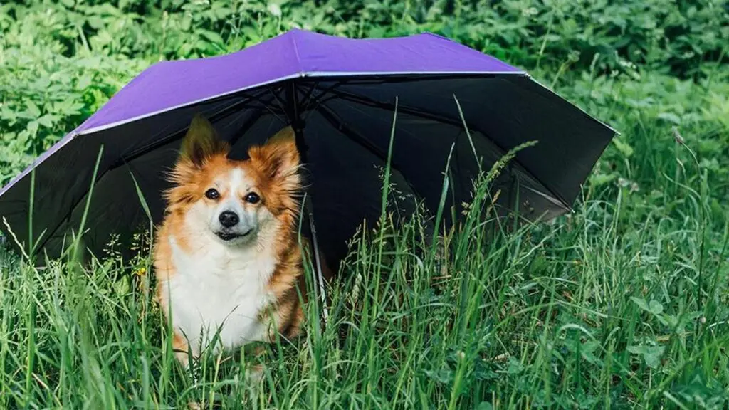 Rising vet costs and pet humanisation drive insurance demand