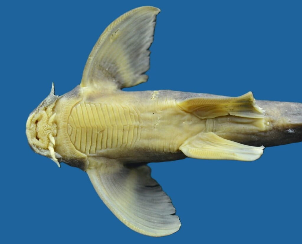 New catfish species discovered in Nagaland’s Likimro river