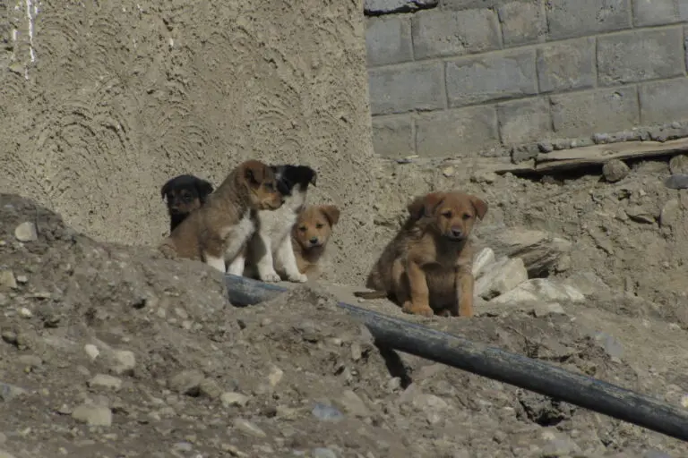 Free-ranging dogs top threat to Spiti livestock, study finds