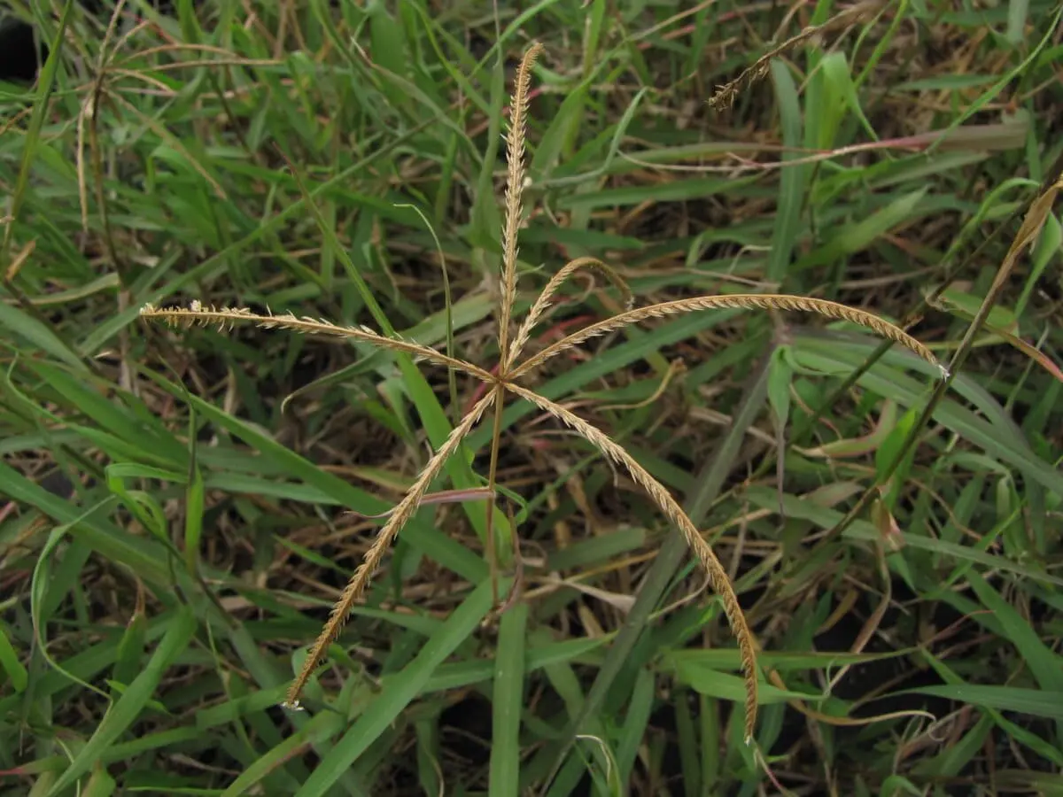 Study finds African grass naturalised in Indian biodiversity hotspots