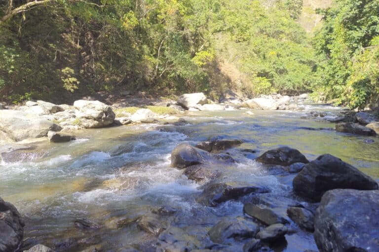 New catfish species discovered in Nagaland’s Likimro river