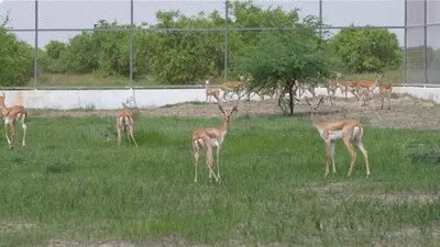 20 blackbucks released in Gujarat’s Banni grasslands on Independence Day