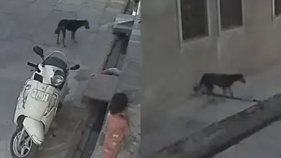 Stray dog attacks 5-year-old girl in Kota, CCTV footage surfaces