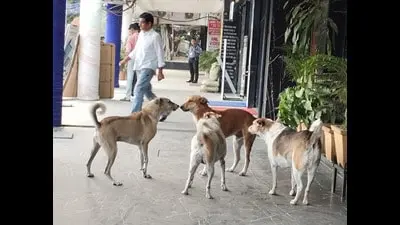 Mohali plans 47 dog-feeding points, seeks land for shelter after objections