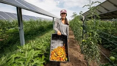 Agrivoltaics dual-use land model gains ground in Colorado
