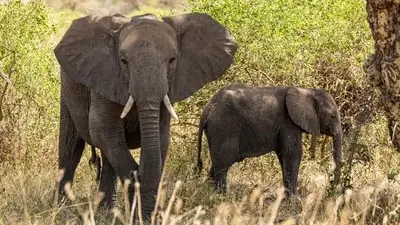 Supreme Court orders DNA profiling of all captive elephants