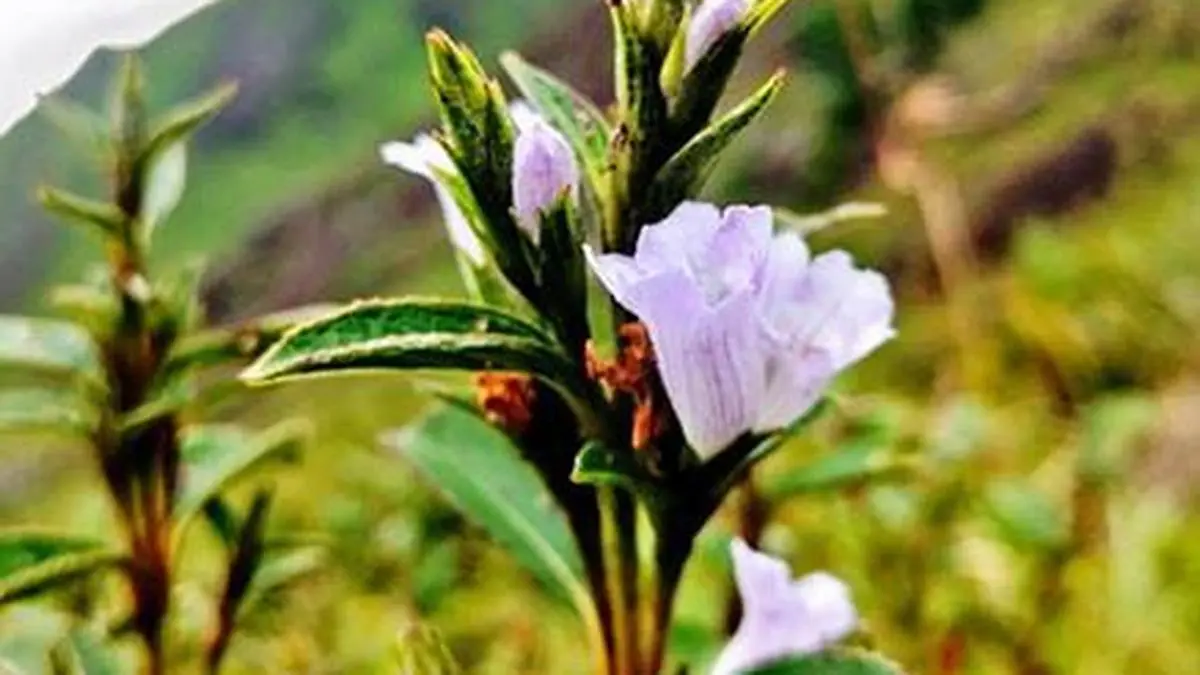 MoEFCC asks NGT to order States on Neelakurinji plan