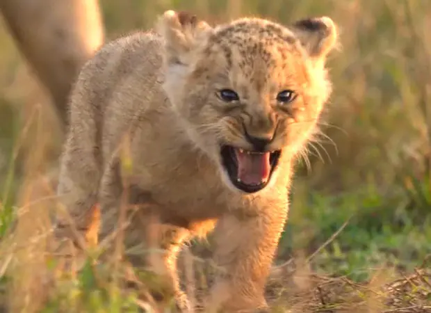 National Geographic's Lion series premieres in India on 27 August