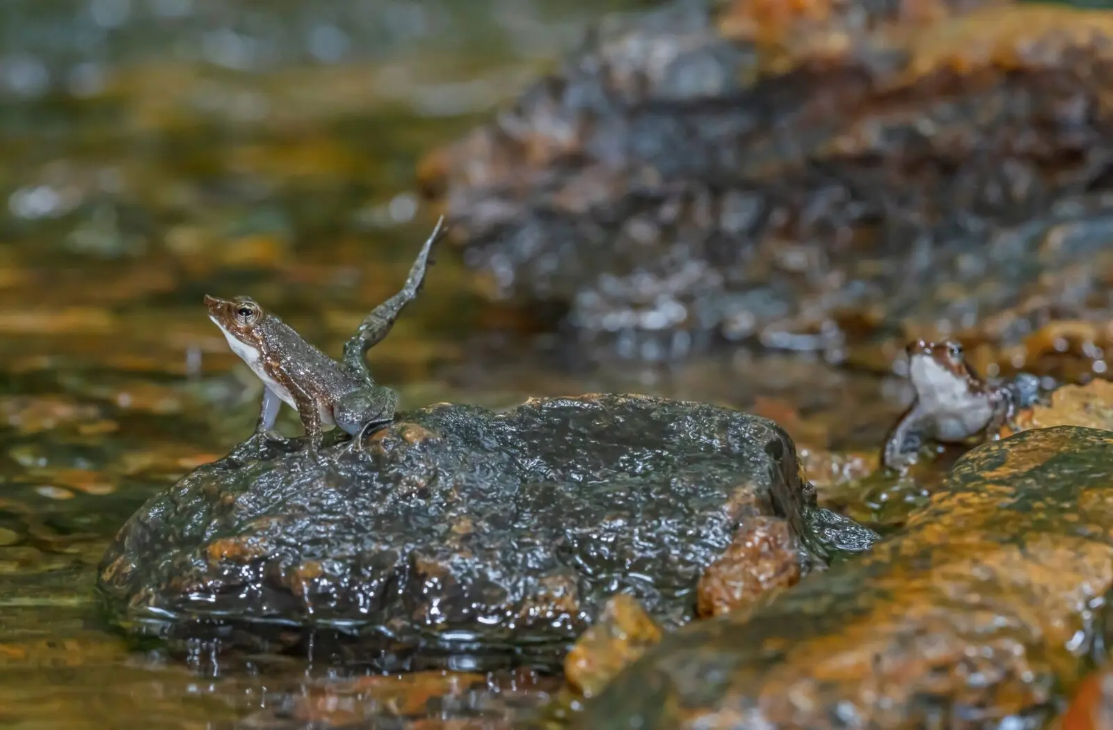 Western Ghats frogs sort by size to coexist, study finds