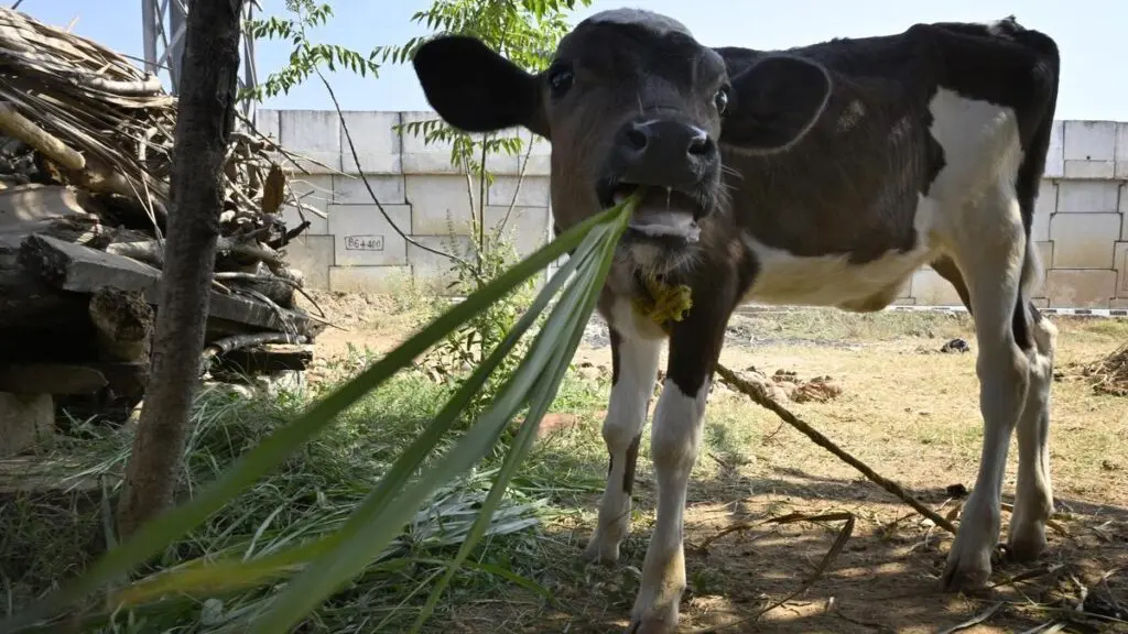 Karnataka proposes mini fodder kits as rain deficiency hits dairy farmers