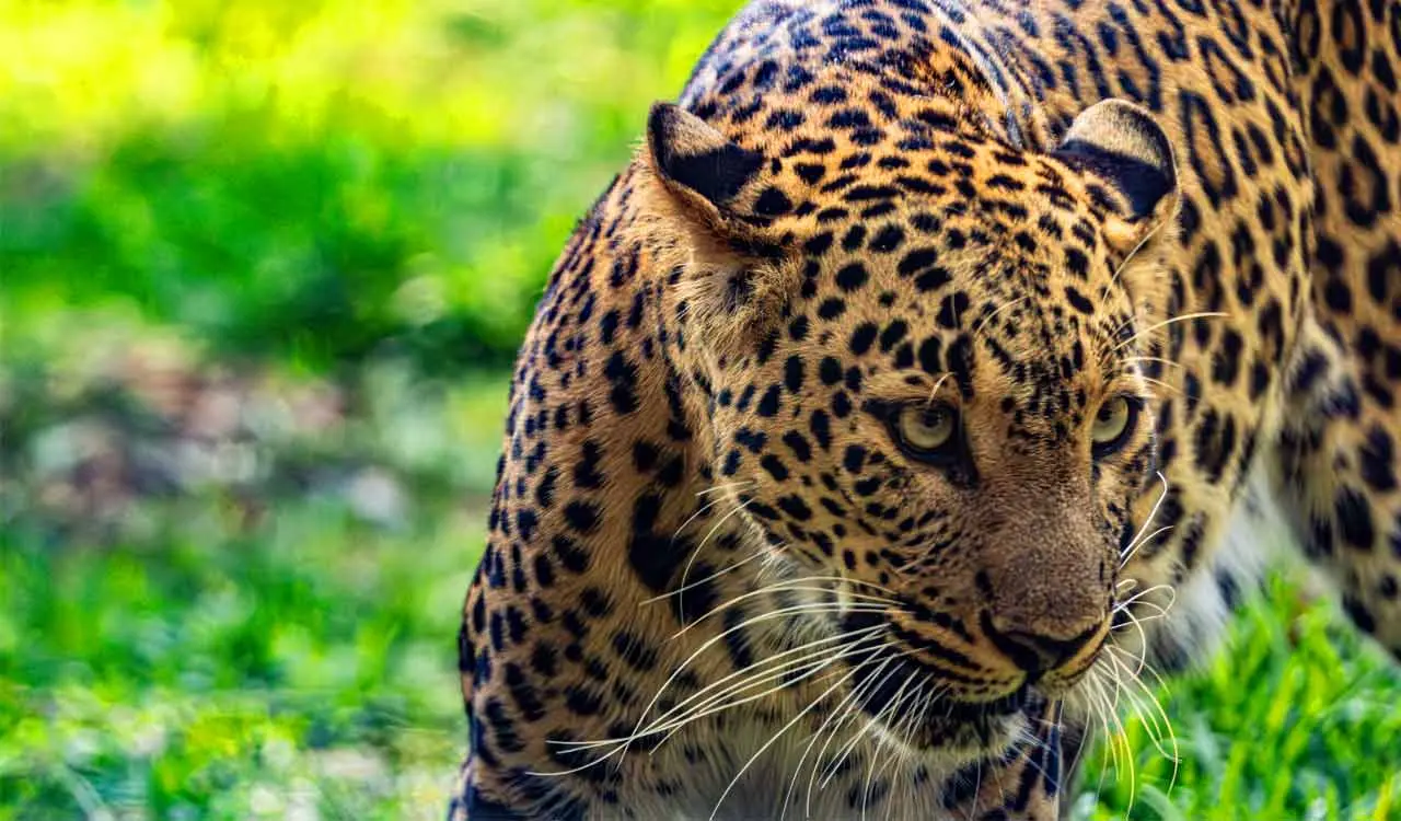 Leopard kills 6-year-old boy in Bijnor village