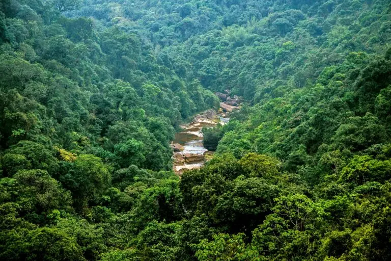 CAG audit: Green India Mission meets only 5% afforestation target
