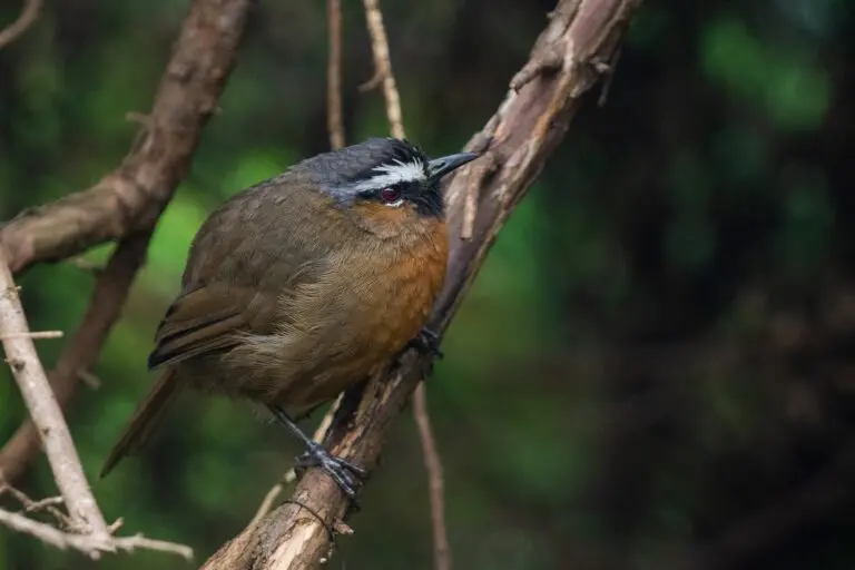 Shrinking Nilgiri grasslands disrupt endemic birds’ movements, study finds