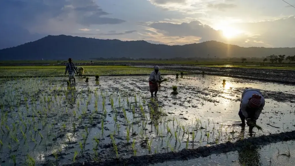Kharif sowing area 21 lakh hectares less than last year